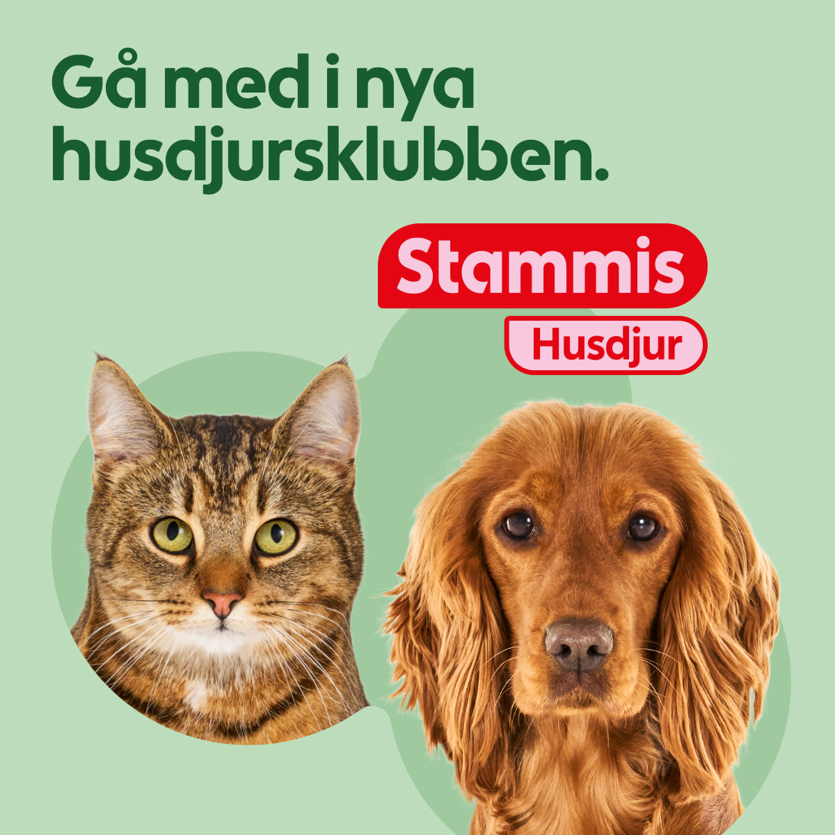 En brun tabbykatt och en rödbrun cocker spaniel som sitter mot en ljusgrön bakgrund med texten "Gå med i nya husdjursklubben. Stammis Husdjur".